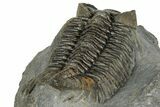 Excellent Coltraneia Trilobite Fossil - Huge Faceted Eyes #328575-5